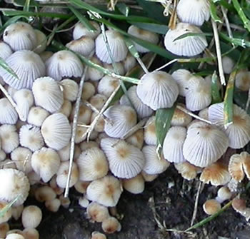 coprinellus-disseminatus